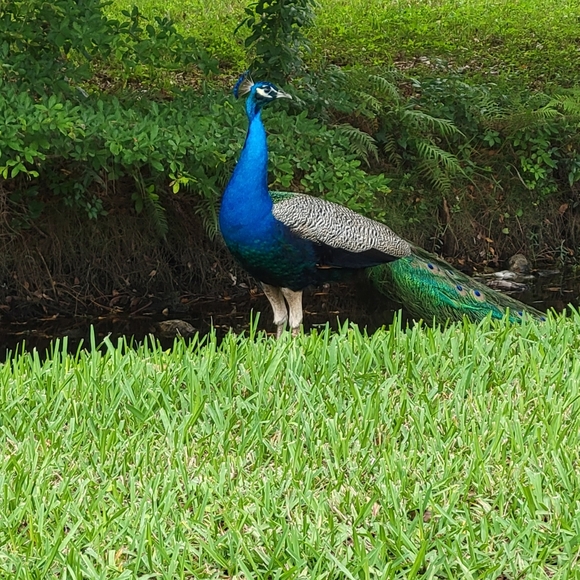 devoraefune